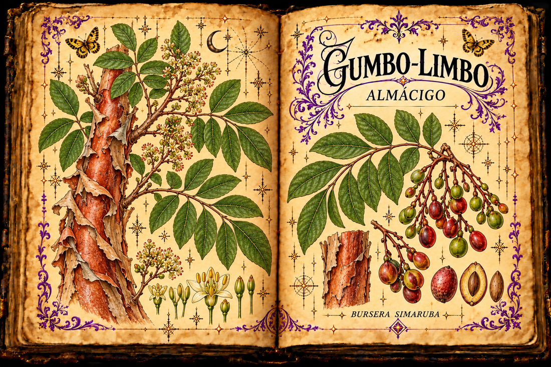 Open aged-parchment grimoire with hand-drawn Bursera simaruba tree, copper peeling bark, compound leaves and small fruits, purple flourishes and gold butterflies, titled Gumbo-Limbo and Almácigo
