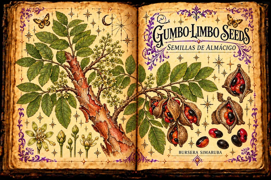 Open aged-parchment grimoire with a gumbo-limbo branch, peeling copper bark, pinnate leaves, flowers, opened capsules and seeds; titled Gumbo-Limbo Seeds and Semillas de Almácigo.