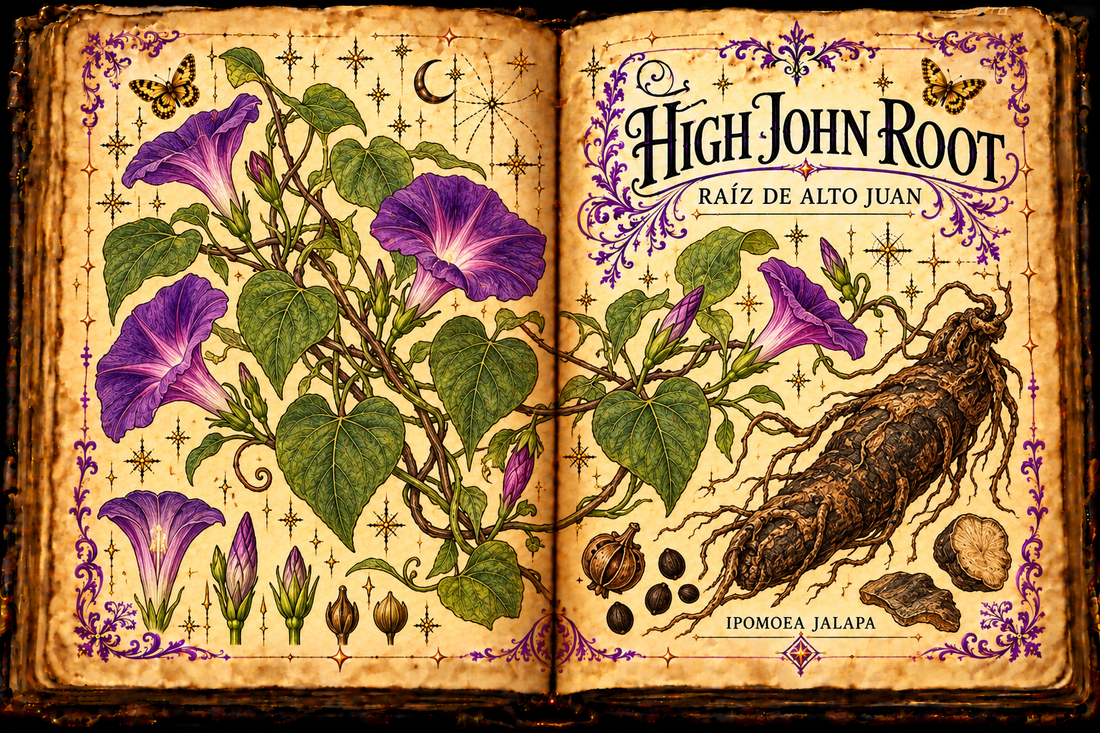 Open aged grimoire botanical study of High John root and Ipomoea jalapa, titled in English and Spanish