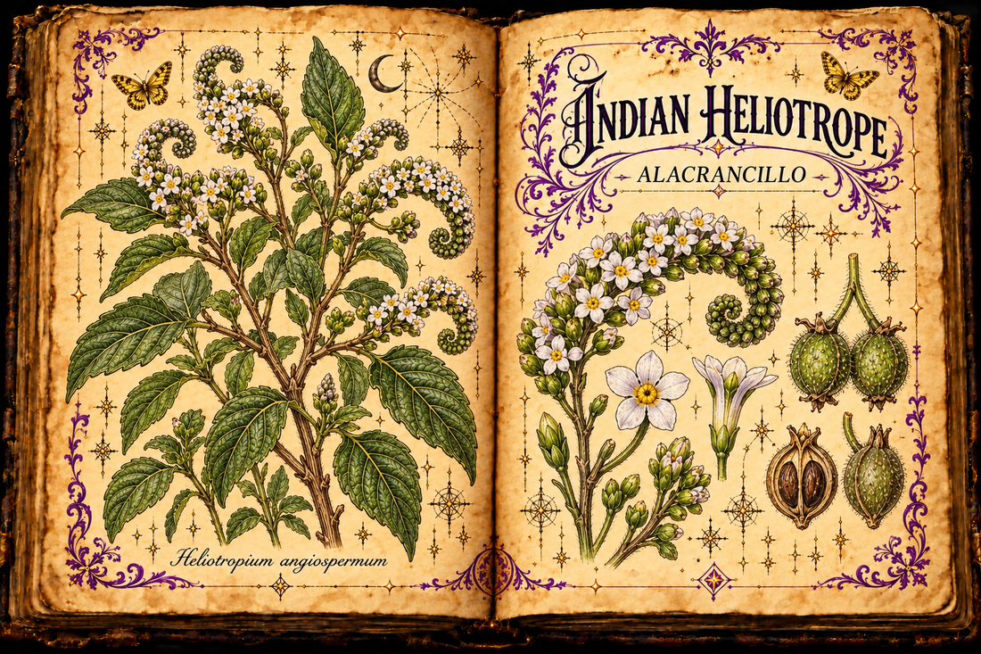 Open aged-parchment grimoire with hand-drawn Heliotropium angiospermum, curved flower clusters, small white blossoms, textured leaves, purple flourishes, and gold butterflies, titled Indian Heliotrope and Alacrancillo