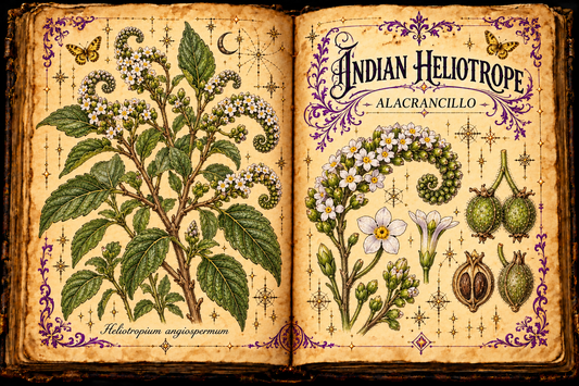 Open aged-parchment grimoire with hand-drawn Heliotropium angiospermum, curved flower clusters, small white blossoms, textured leaves, purple flourishes, and gold butterflies, titled Indian Heliotrope and Alacrancillo