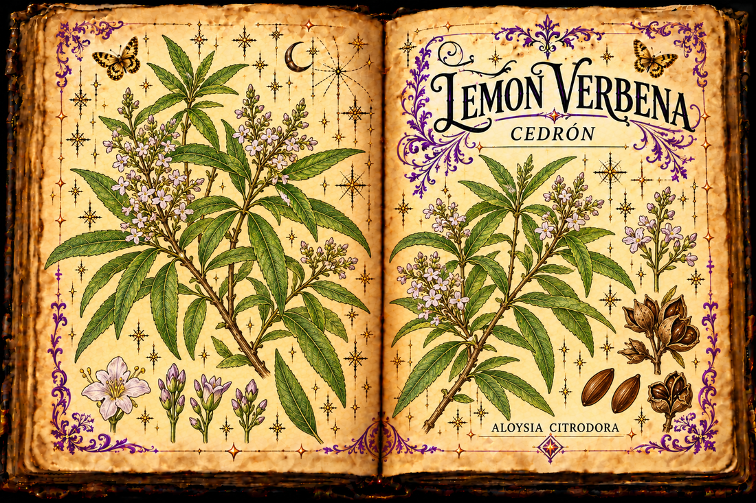 Hand-drawn open grimoire botanical study of Lemon Verbena / Cedrón, Aloysia citrodora