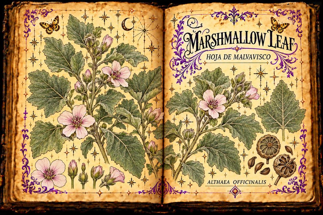 Open aged-parchment grimoire illustration of marshmallow leaves, pink flowers, buds, and wheel-like fruits, titled Marshmallow Leaf / Hoja de Malvavisco.