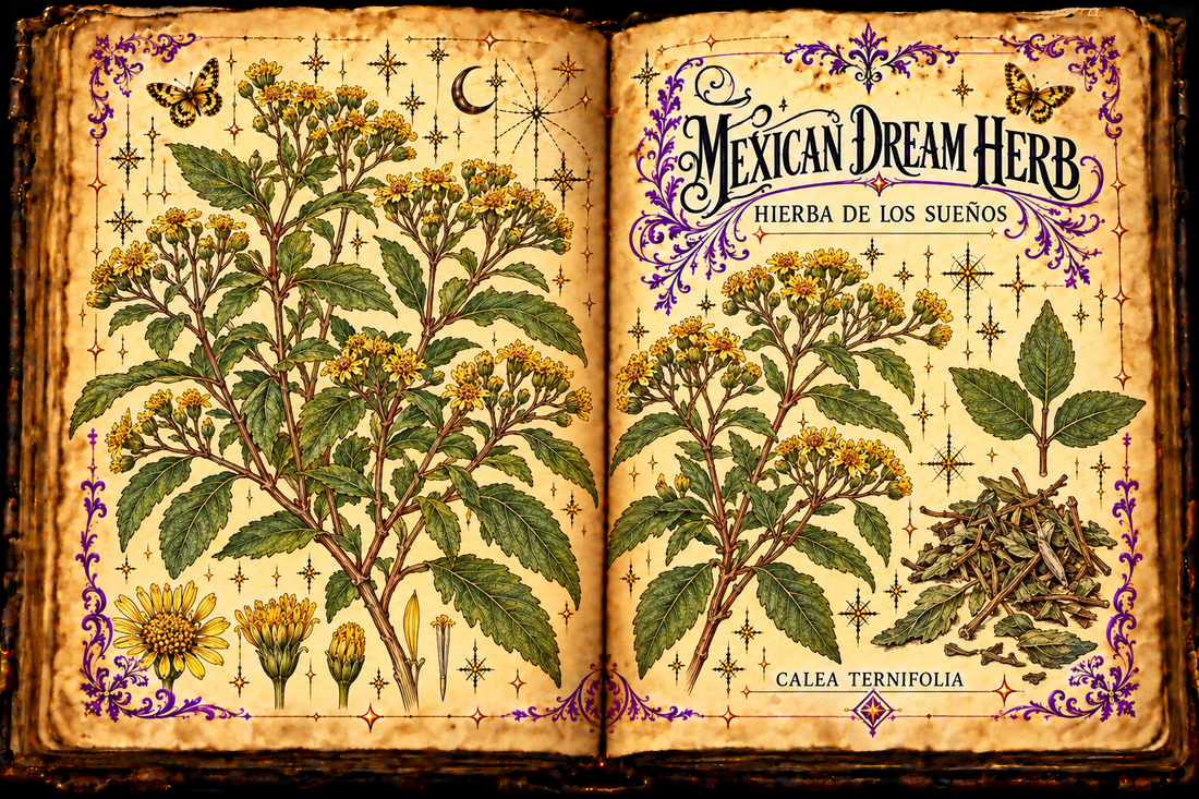 Open aged-parchment grimoire with hand-drawn Calea ternifolia shrub, opposite serrated leaves, yellow flower heads and dried herb, purple flourishes and gold butterflies, titled Mexican Dream Herb and Hierba de los Sueños
