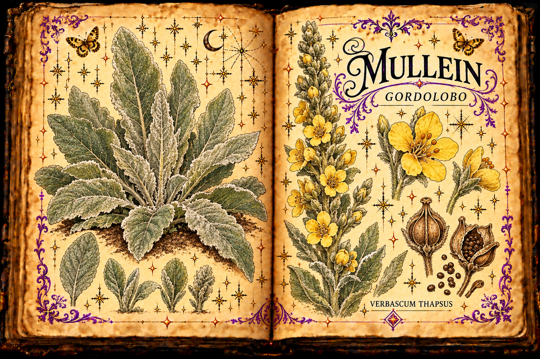 Hand-drawn open grimoire botanical study of Mullein / Gordolobo, Verbascum thapsus