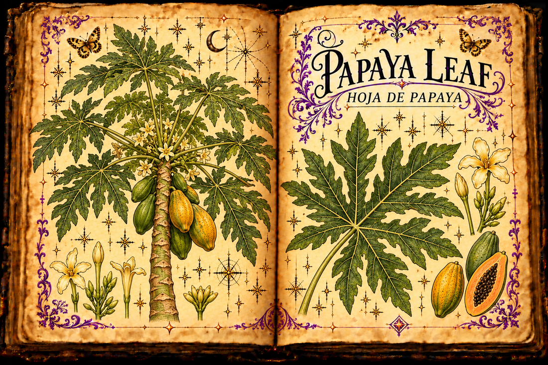 Open parchment grimoire with a hand-drawn Carica papaya leaf study, titled Papaya Leaf / Hoja de Papaya