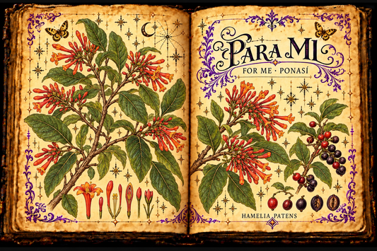 Open aged-parchment grimoire with an ink-and-watercolor botanical study of Para Mi, Ponasí, Hamelia patens, showing red-orange tubular flowers and dark berries