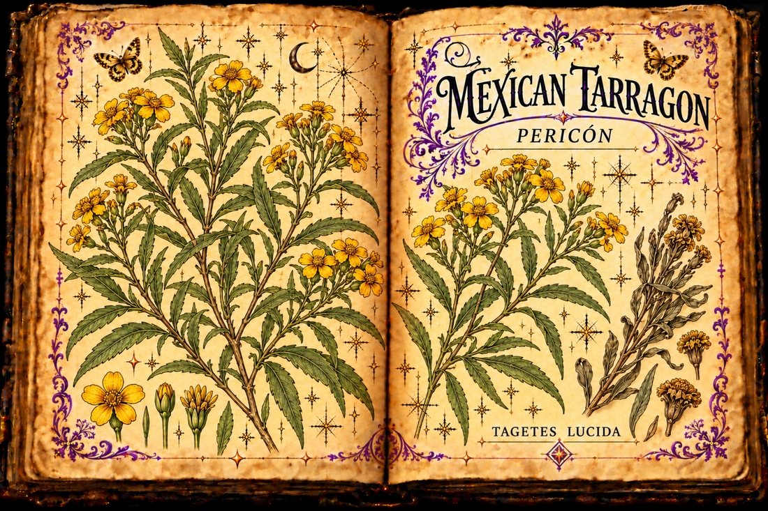 Open aged-parchment grimoire with hand-drawn Tagetes lucida stems, narrow leaves, yellow flowers, purple flourishes and gold butterflies, titled Mexican Tarragon and Pericón