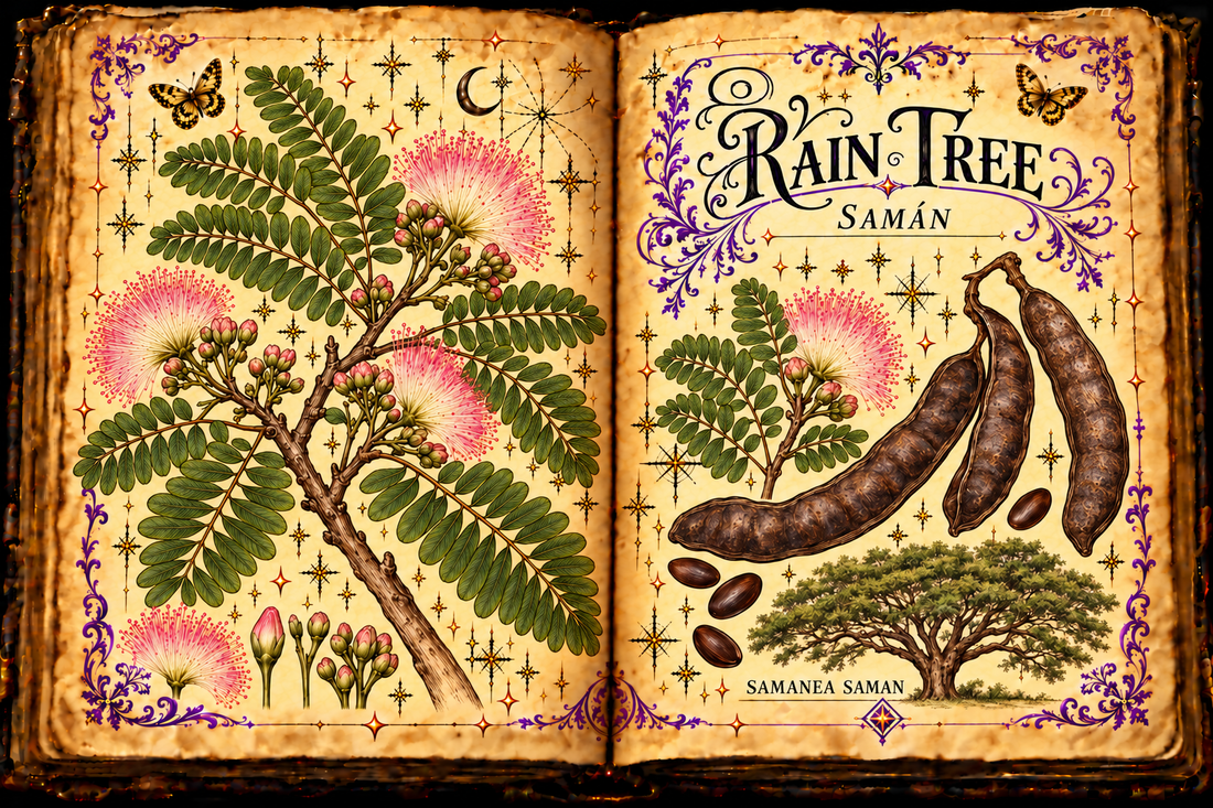 Open aged-parchment Book of Shadows with hand-drawn rain tree botanical studies, English and Spanish titles, purple flourishes, and gold butterflies.