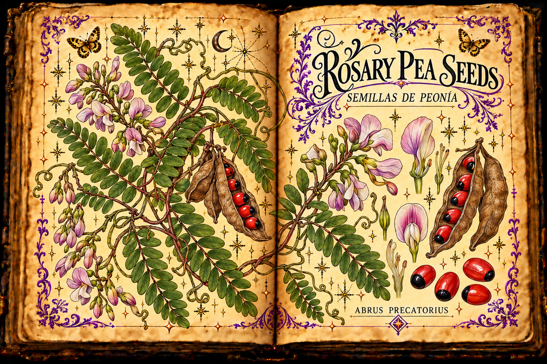 Open aged-parchment grimoire botanical study of Rosary Pea seeds, Abrus precatorius, titled in English and Spanish