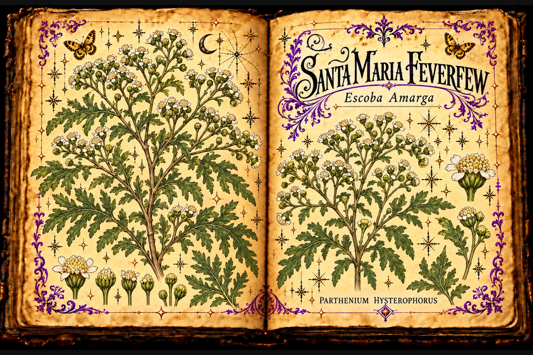 Santa Maria feverfew, Parthenium hysterophorus, with divided leaves and tiny white flower heads on an open parchment grimoire labeled Escoba Amarga