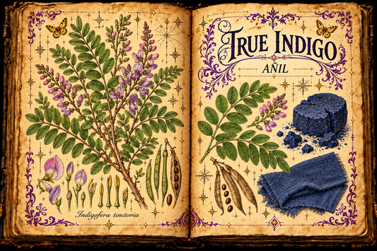 Open aged-parchment grimoire with hand-drawn Indigofera tinctoria, pinnate leaves, pink flower clusters, indigo-dyed cloth studies, purple flourishes, and gold butterflies, titled True Indigo and Añil