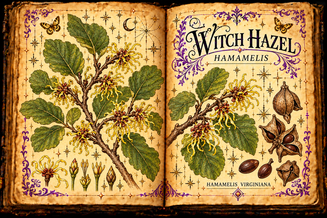 Open aged-parchment grimoire with hand-drawn Hamamelis virginiana branches, wavy leaves, ribbonlike yellow flowers and seed capsules, purple flourishes and gold butterflies, titled Witch Hazel and Hamamelis
