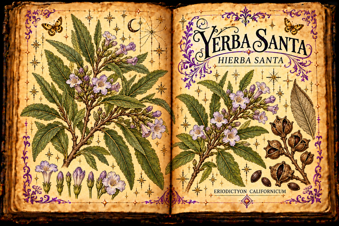 Open aged-parchment grimoire with hand-drawn Eriodictyon californicum resinous leaves, lavender flowers, dry capsules, purple flourishes and gold butterflies, titled Yerba Santa and Hierba Santa