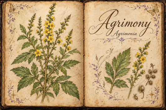 Agrimony hand-drawn botanical entry in an open Book of Shadows, with aged parchment, purple flourishes, and gold butterflies