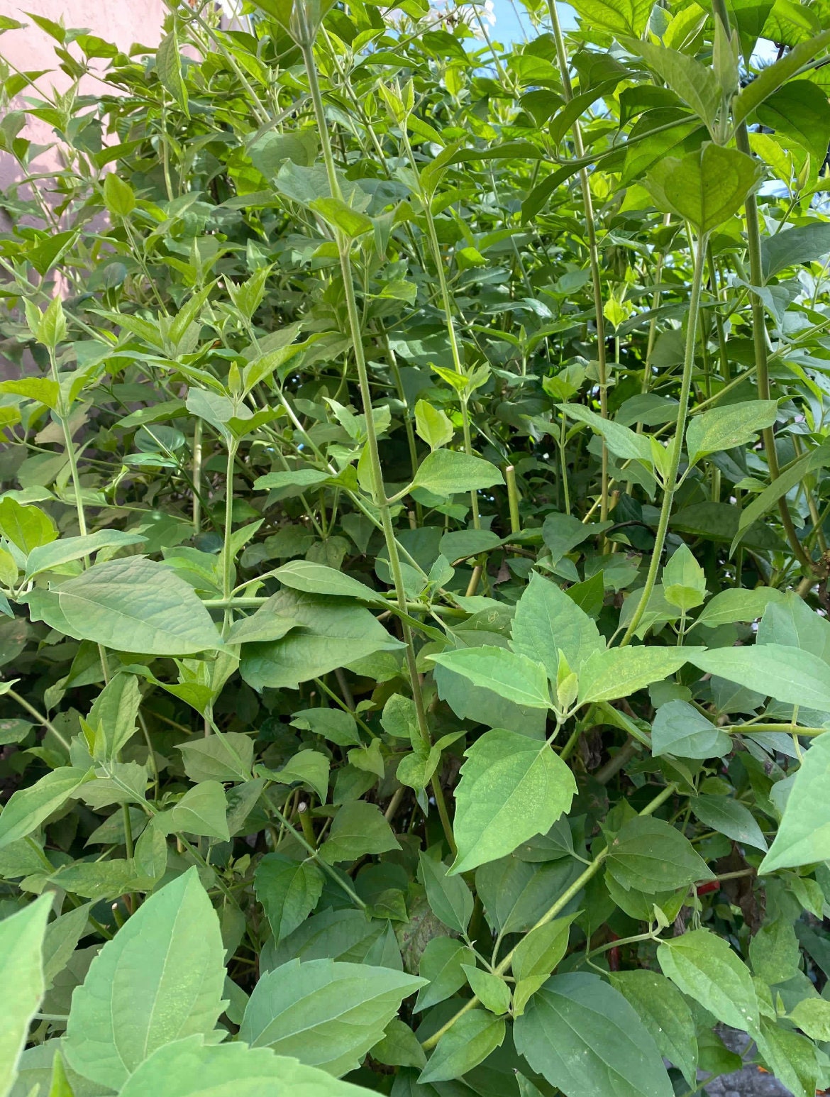 Rompe Saraguey | 0.5 Ounces | Dried Herb | Traditional Herb Supplier | Santeria | Hoodoo | Voodoo