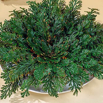 Rose of Jericho | Resurrection Flower | Traditional Herb Supplier | 1 Rose per Order