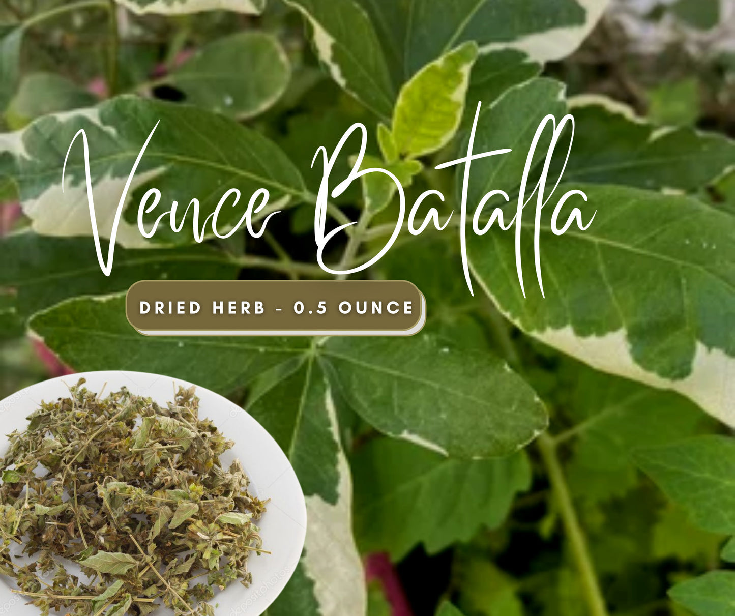 Vence Batalla Dried Herb | 0.5 Ounces | Traditional Herbs | Santeria