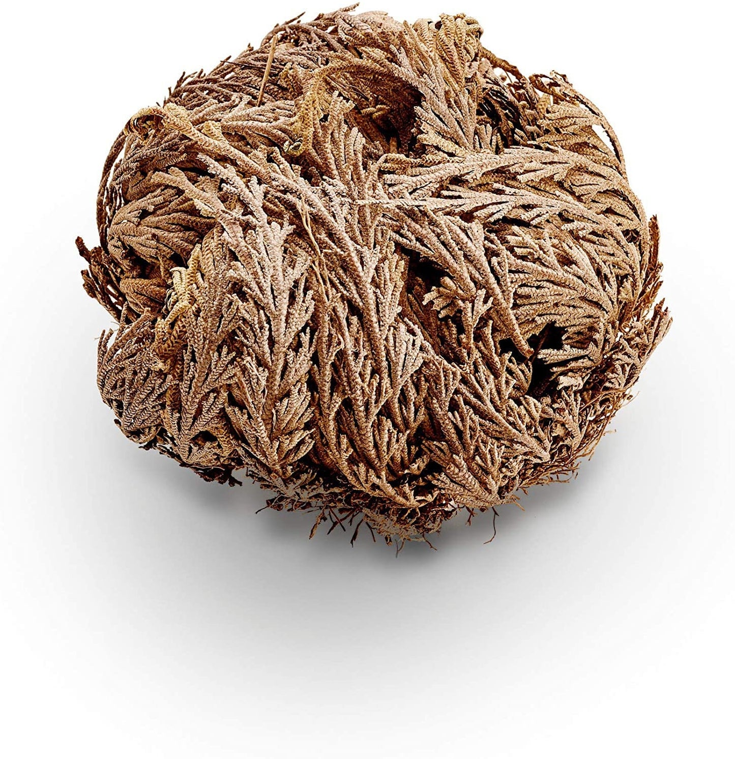 Rose of Jericho | Resurrection Flower | Traditional Herb Supplier | 1 Rose per Order