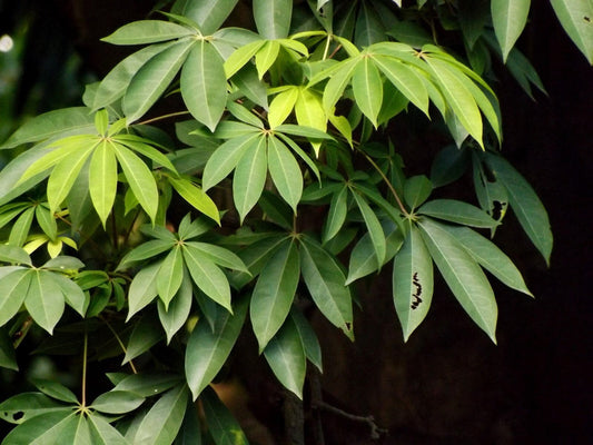 Ceiba (Kabok) Leaves Fresh Herb Cuttings - Powerful Herb used to Remove Negative Energy