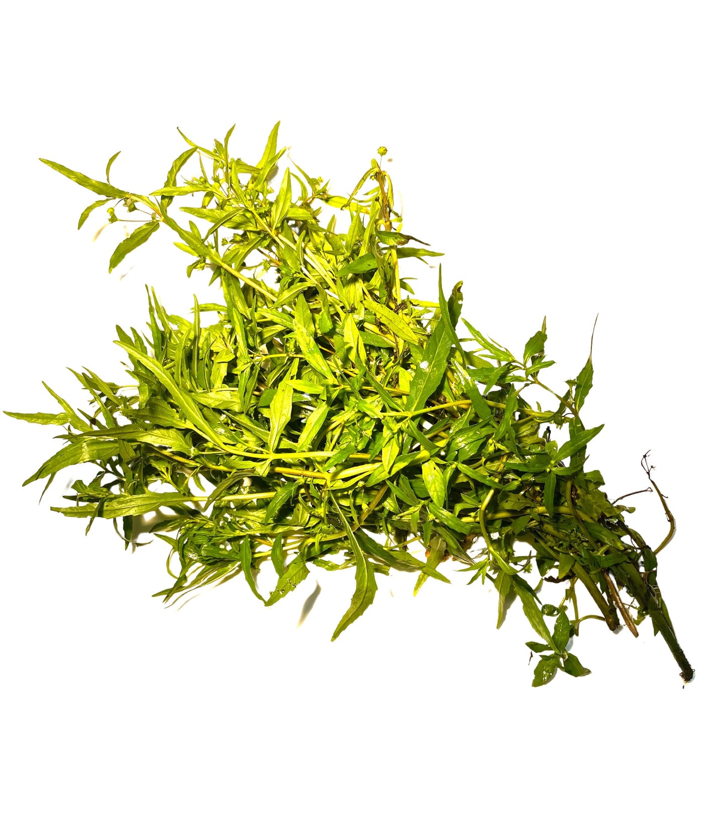 Espanta Muerto | Dried | Cut | 0.5 Ounces | Known as Ghost Chaser Plant | Traditional Herb Supplier | Santeria