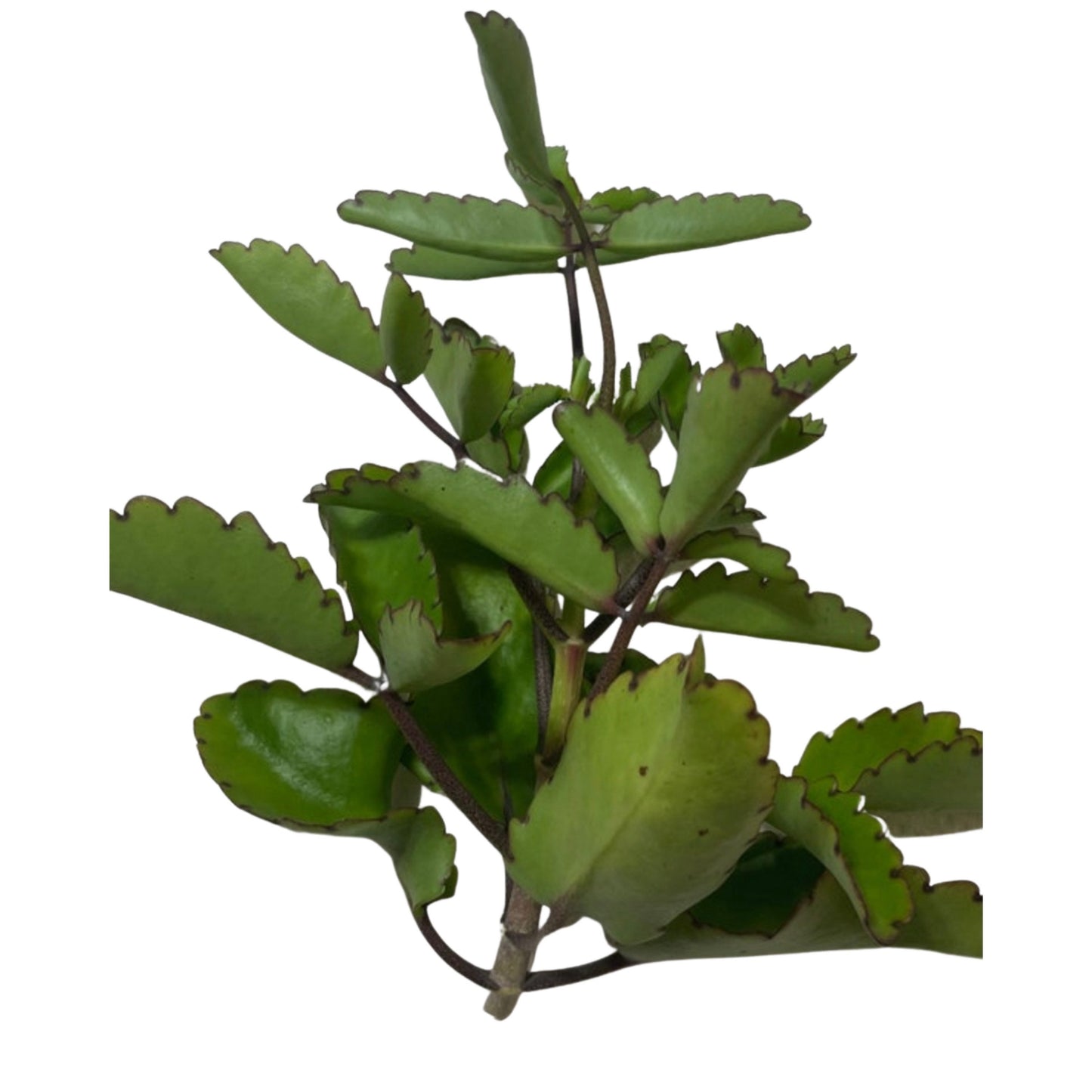Prodigiosa / Siempre Viva (Leaf of Life) | Dried Herb Cut | 0.5 Ounces | Traditional Herb Supplier & Manufacturer