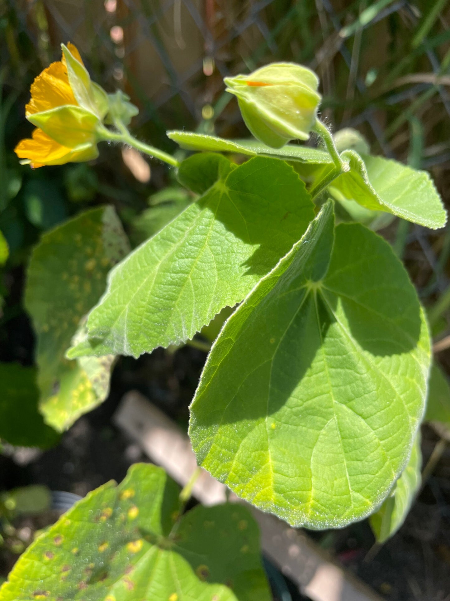 Boton de Oro Fresh Herb Cuttings - Herb used for Love & Attraction Spells