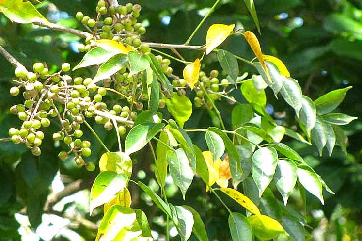 Almacigo | Gumbo-Limbo | Bursera Simaruba | Dried Herb | Powerful Herb used for Removing Negative Energy and Attracting Positive | Santeria