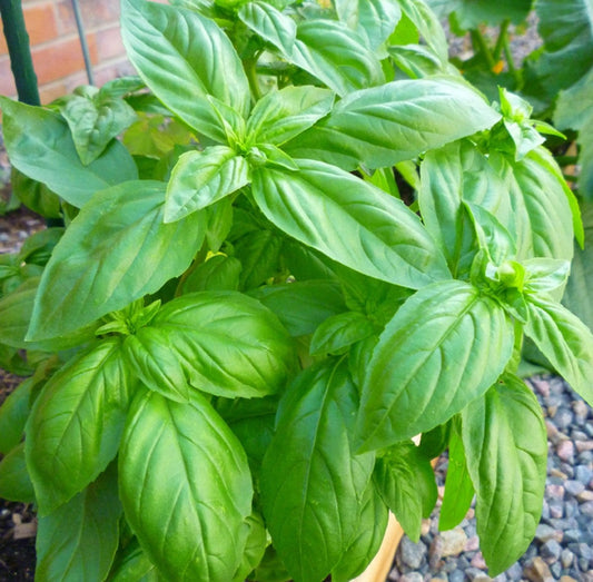 Albahaca / Basil Plant Fresh Herb Cuttings - Powerful Herb used for Protection, Removing Evil Spirits & Witchcraft