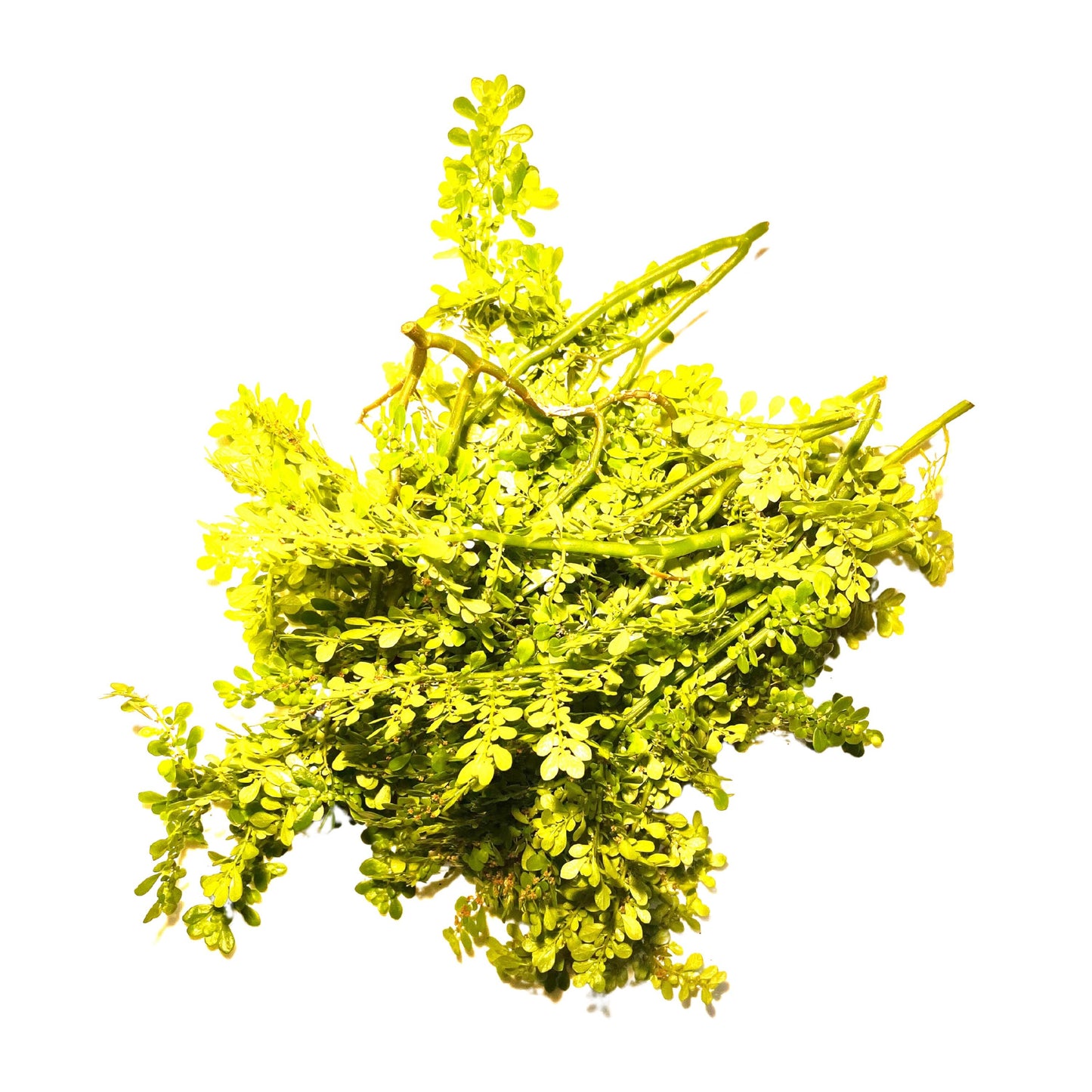 Frescura (Freshness) Herb - Great for Home Cleansing / Cuttings - Clear Energy Blockages from your Home or Business