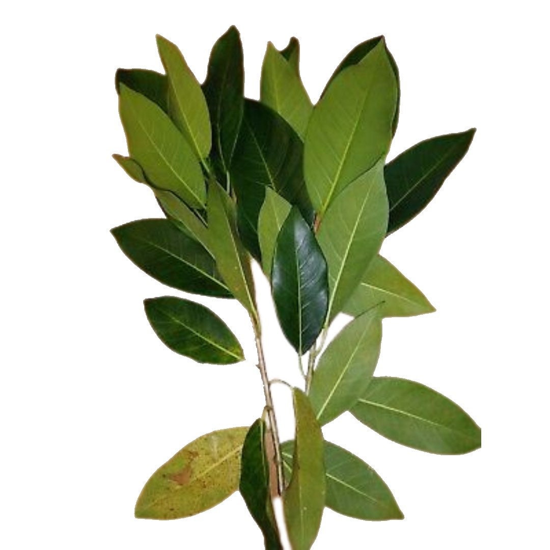 Jaguey Plant Fresh Herb Cuttings - Powerful Herb used to Remove Negativity & for Cleansings