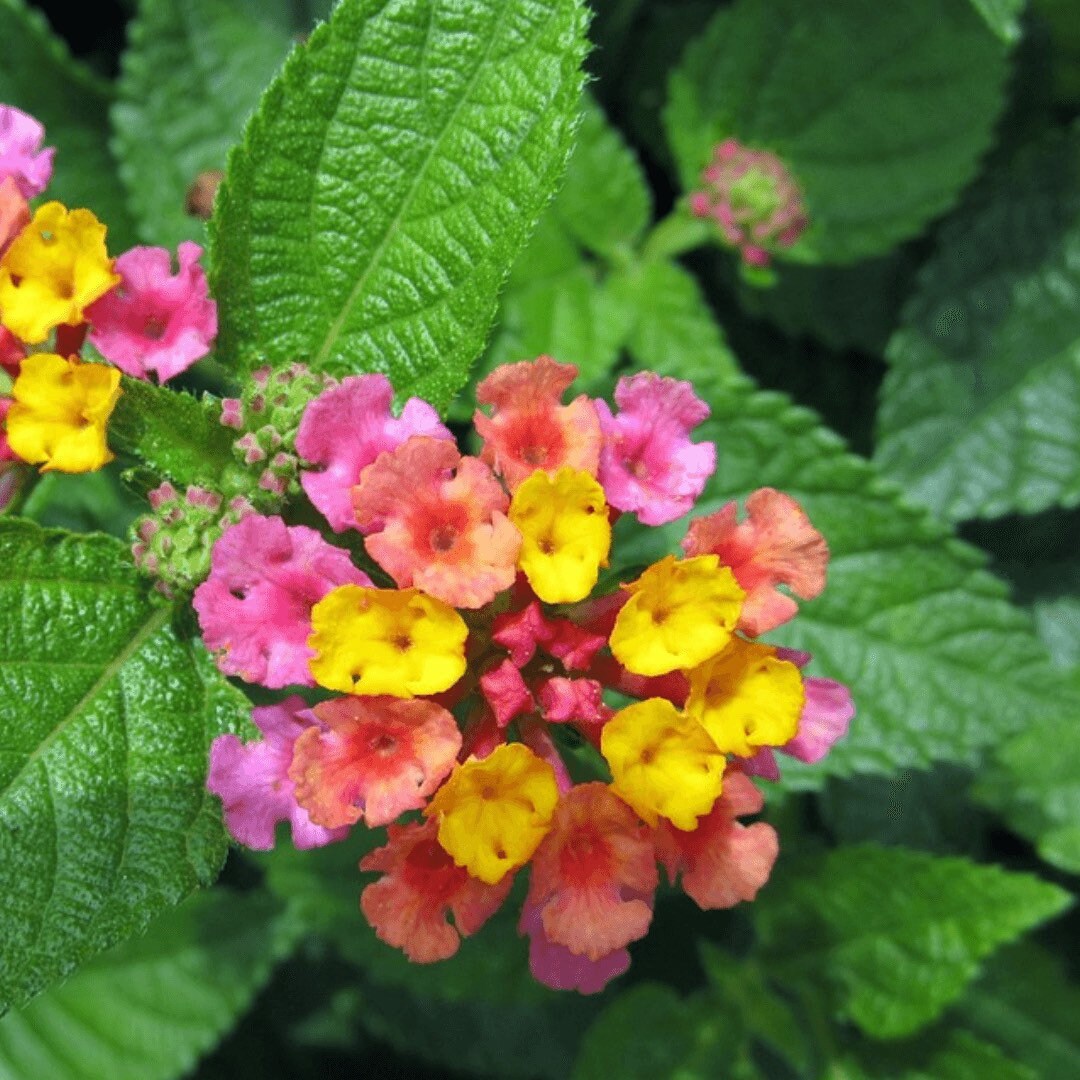 Rompe Camisa / Lantana Plant Fresh Herb Cuttings - Powerful Herb used to Remove Negativity & for Cleansings