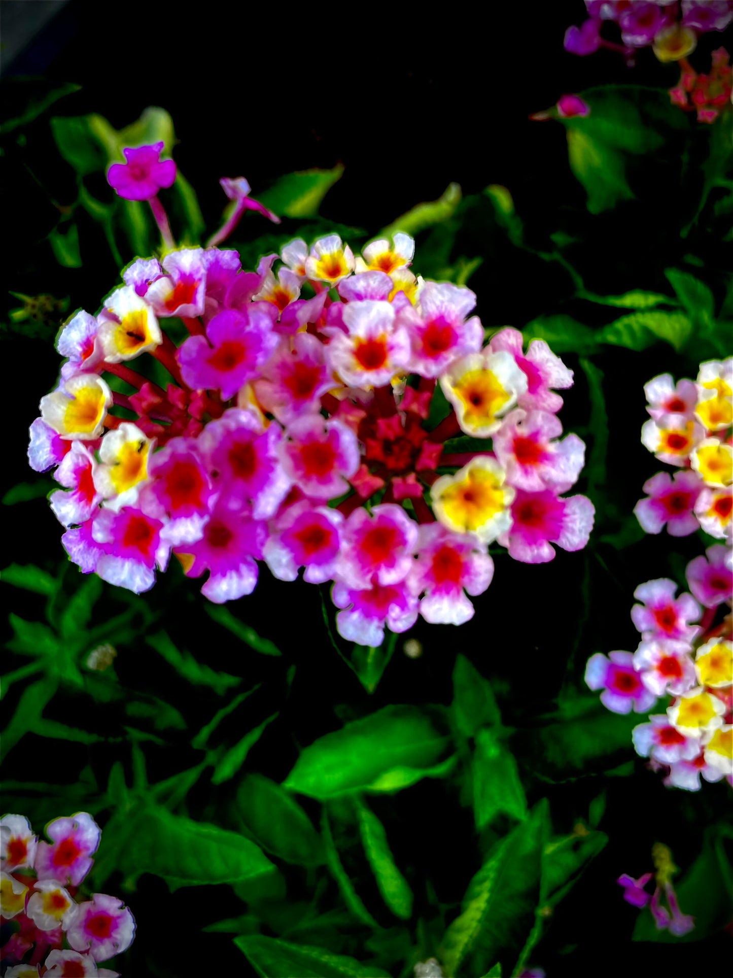 Rompe Camisa / Lantana Plant Fresh Herb Cuttings - Powerful Herb used to Remove Negativity & for Cleansings