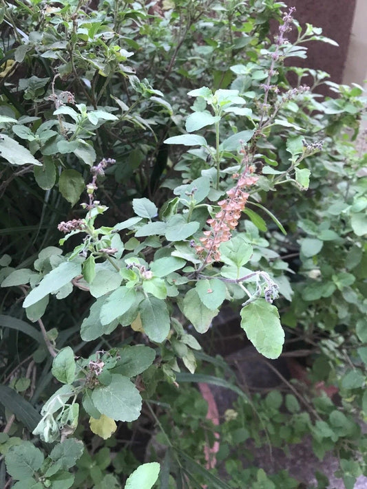 Albahaca Morada / Holy Basil Plant Fresh Herb Cuttings - Powerful Herb used for Protection, Removing Evil Spirits & Witchcraft