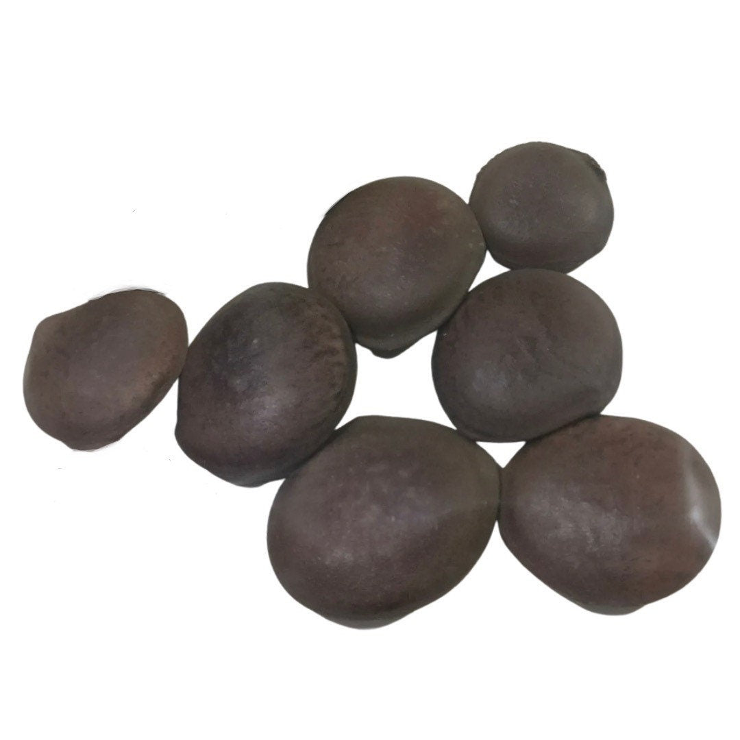 Salvadera Seeds | Hura Crepitans | 5 Seeds Total | Sandbox Tree | Traditional Herb Supplier & Manufacturer