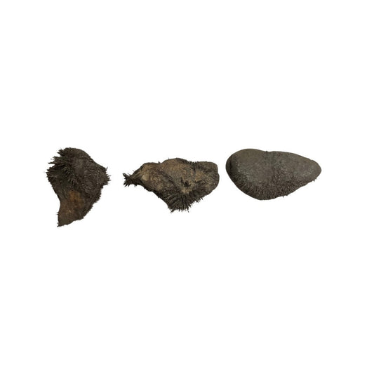 Natural Lodestone | Magnetite | Different Sizes | 1 Stone | Lodestone Food | Used in Spells for Attraction for Love,  Money & Prosperity |
