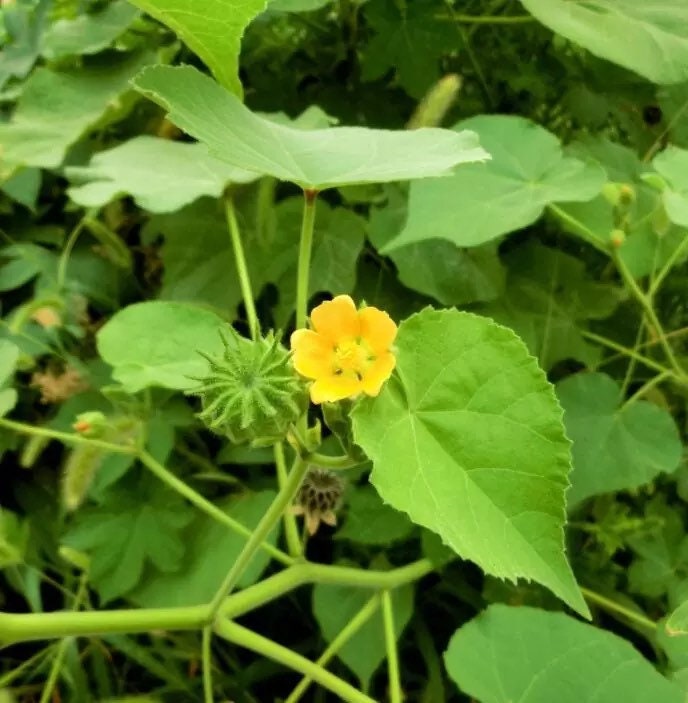 Boton de Oro | Indian Mallow | 10 Seeds | Abutilon Indicum | Buttonweed | Ewe Fin | Santeria Herb