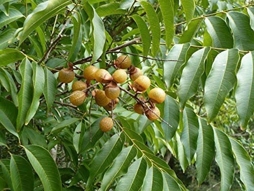 Jaboncillo | 3+ Seeds | Sapindus Marginatus | Soapberry | Ewe Bana | Santeria | Hoodoo