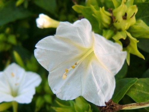 Maravilla Blanca | 6+ Seeds | Mirabilis Jalapa | White Four O’Clock Flower | Marvel of Peru | Santeria | Hoodoo