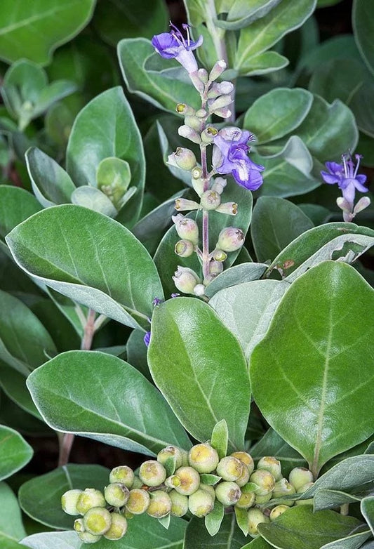 Vencedor | 5+ Seeds | Vitex Trifolia | Simple Leaf Chaste Tree | Powerful Herb for Cleansing & Removing Negative Energy | Santeria | Hoodoo