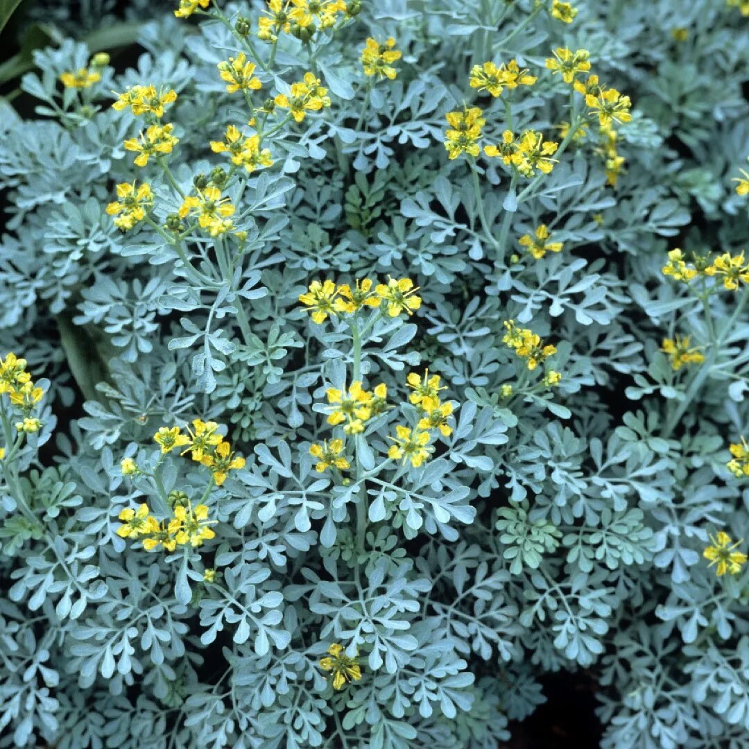 Ruda | 10+ Seeds | Ruta Graveolens | Common Rue | Powerful Herb for Cleansing & Removing Negative Energy | Santeria | Hoodoo