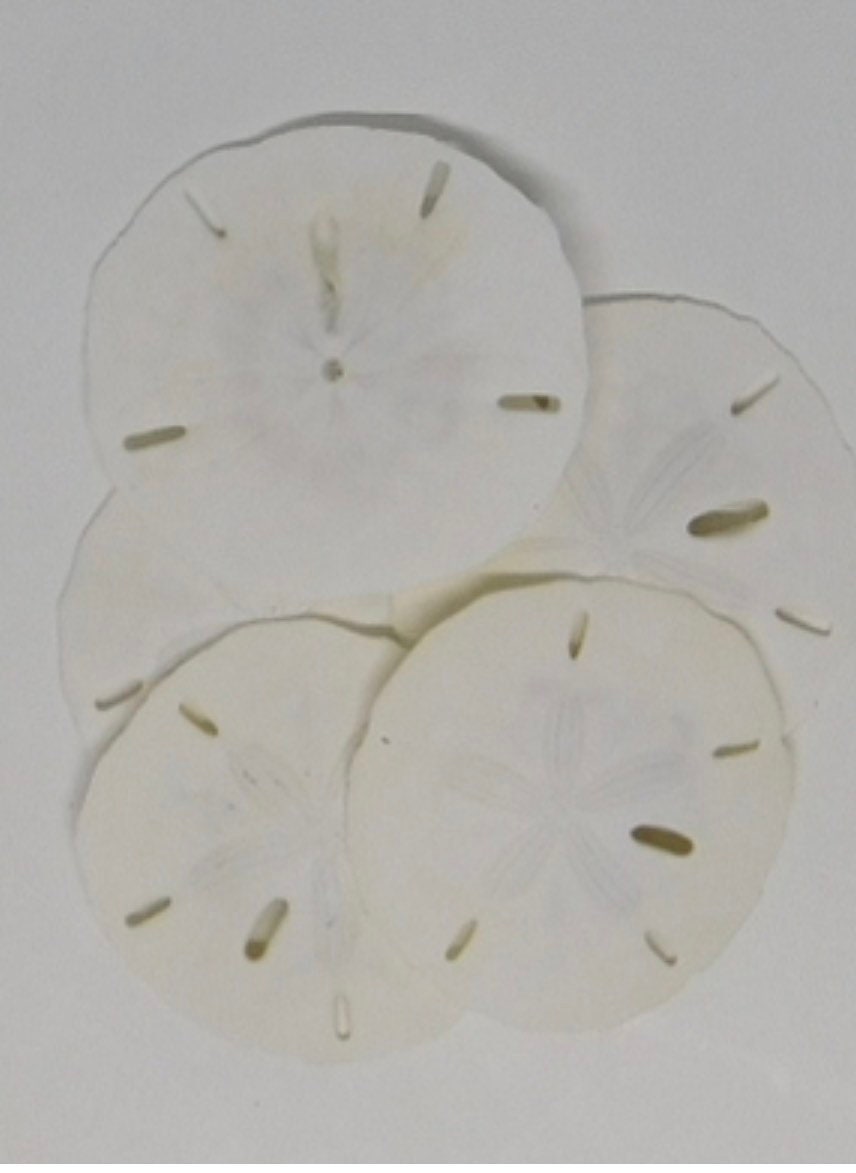 100% AUTHENTIC | Sand Dollar | 2 to 2 1/2 Inches | Natural | Good Luck, Prosperity & Wealth | Talisman| 1 ONLY