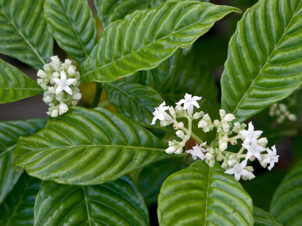 Palo Moro | Fresh Herb Cuttings | Psychotria Nervosa | Wild Coffee | Used for Domination Workings & to Confuse Enemies | Palo Mayombe |