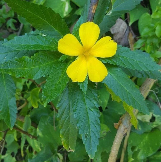 Marilope | Ramgoat Dashalong | 10 Seeds | Jamaican Damiana | Turnera Ulmifolia | Yellow Alder | Florida Native