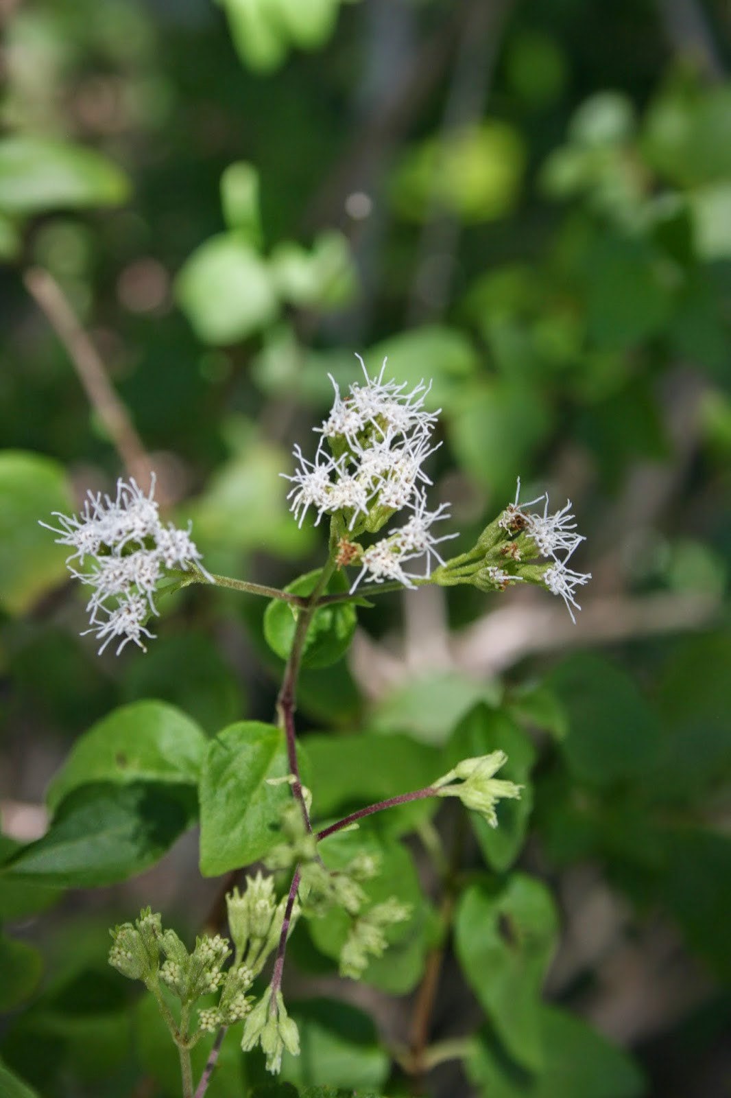 Abre Camino | 10+ Seeds | Koanophyllon Villosum | Florida Keys Thoroughwort | Please Read Description! | Road Opener | Santeria | Hoodoo