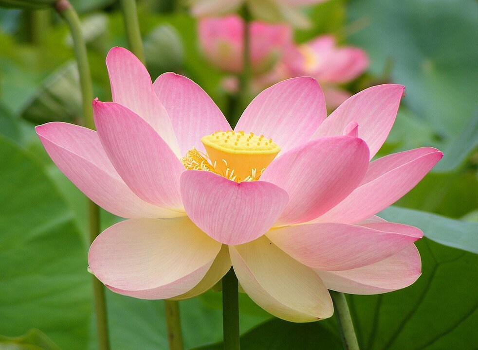 Lirio de Agua | 4+ Seeds | Nelumbo Nucifera | Sacred Lotus | Ewe Osibata | Santeria | Hoodoo