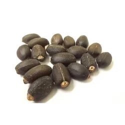 Piñon de Botija | 4+ Seeds | Jatropha Curcas | Physic Nut | Santeria | Hoodoo