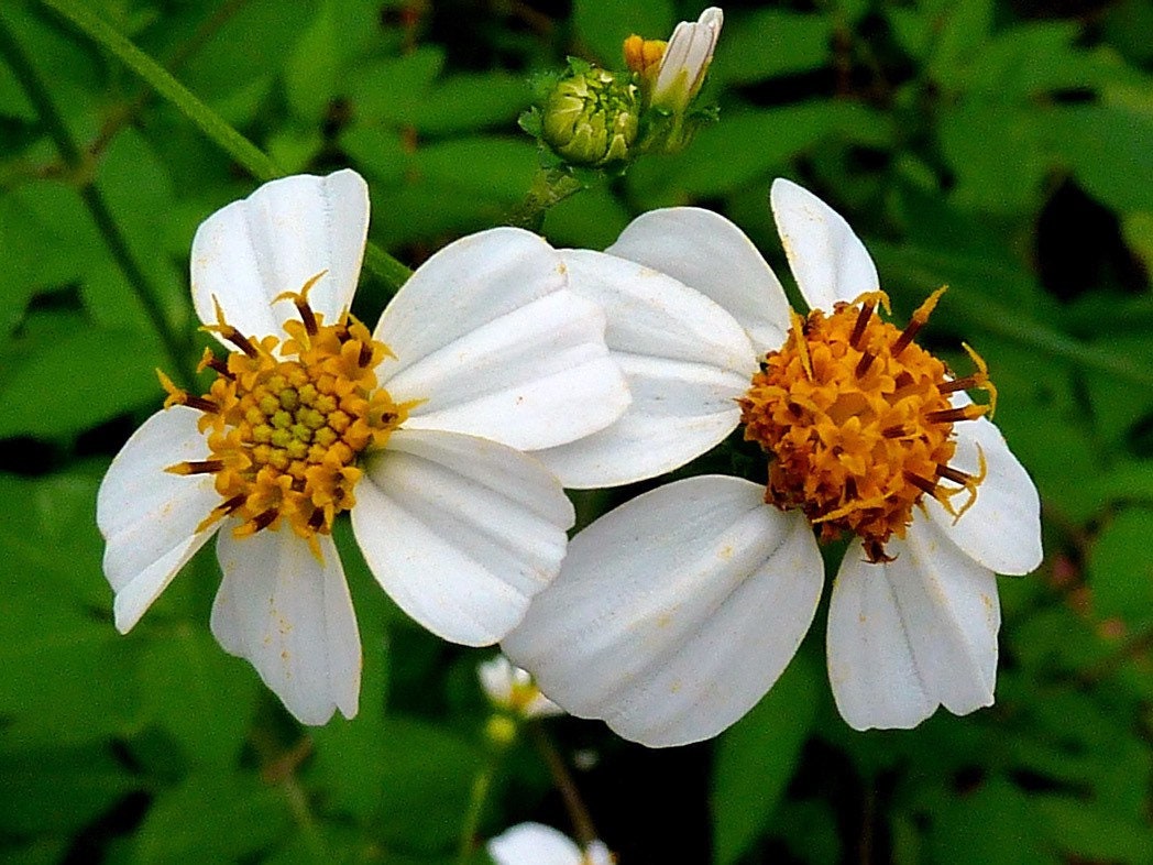 Romerillo | 15+ Seeds | Bidens Alba | Spanish Needle | Powerful Herb for Cleansing & Attracting Happiness and Joy | Santeria | Hoodoo