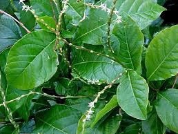 Anamu | 15+ Seeds | Petiveria Alliacea | Guinea Hen Weed | Powerful Herb for Cleansing & Removing Negative Entieties | Santeria | Hoodoo