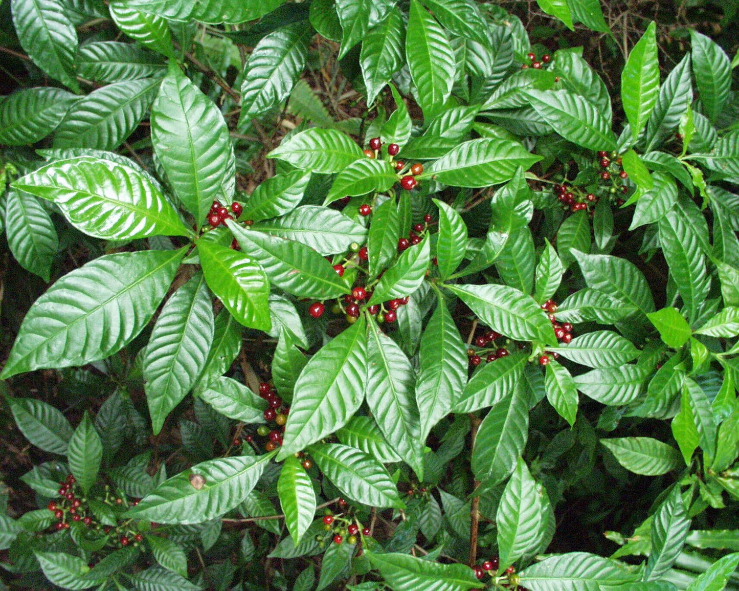 Palo Moro | Fresh Herb Cuttings | Psychotria Nervosa | Wild Coffee | Used for Domination Workings & to Confuse Enemies | Palo Mayombe |